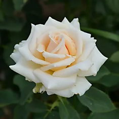 Аваланж