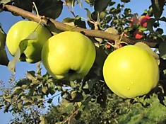 Масловское